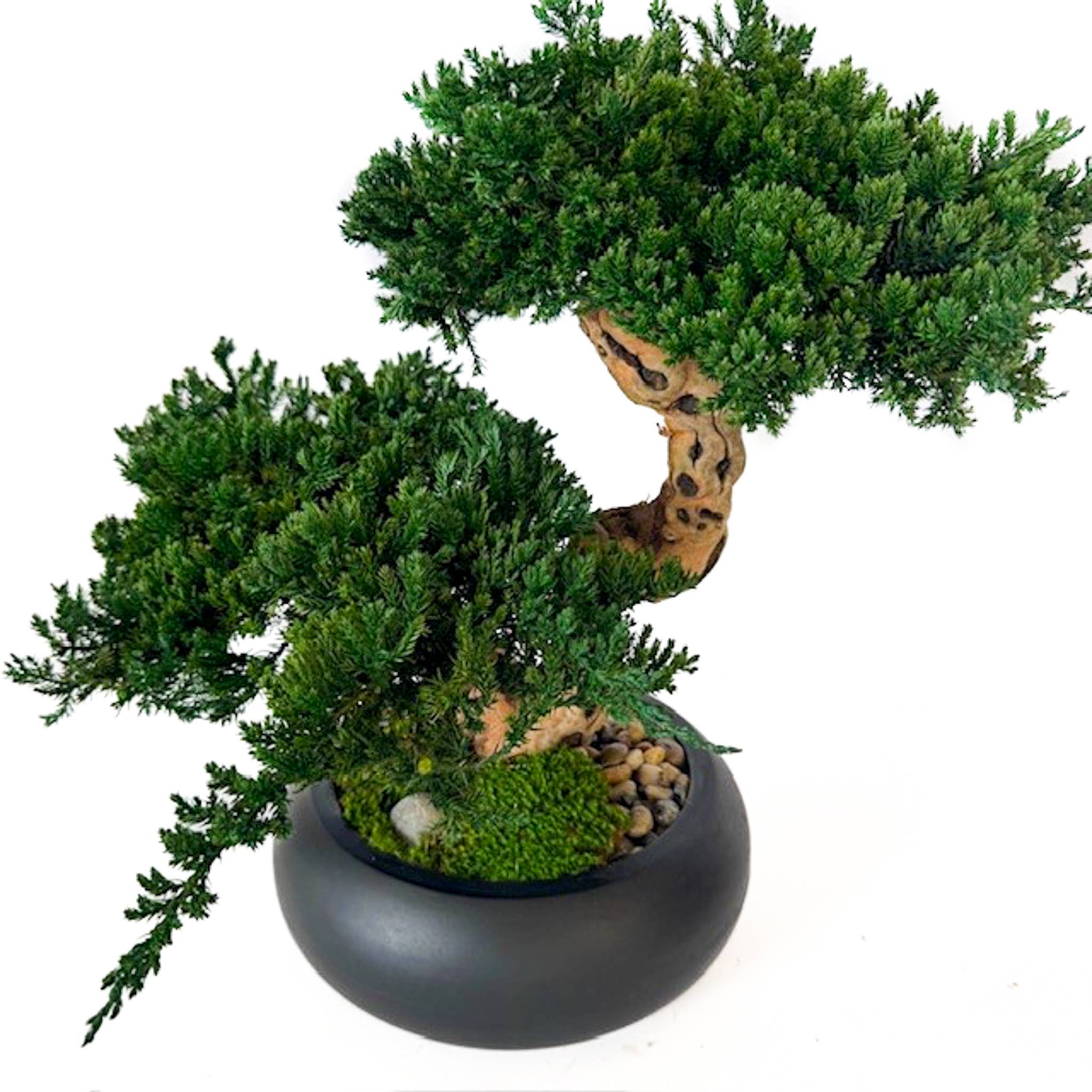 Forever Green Art - Wholesale Artificial Plant - Double Monterey Preserved Bonsai2