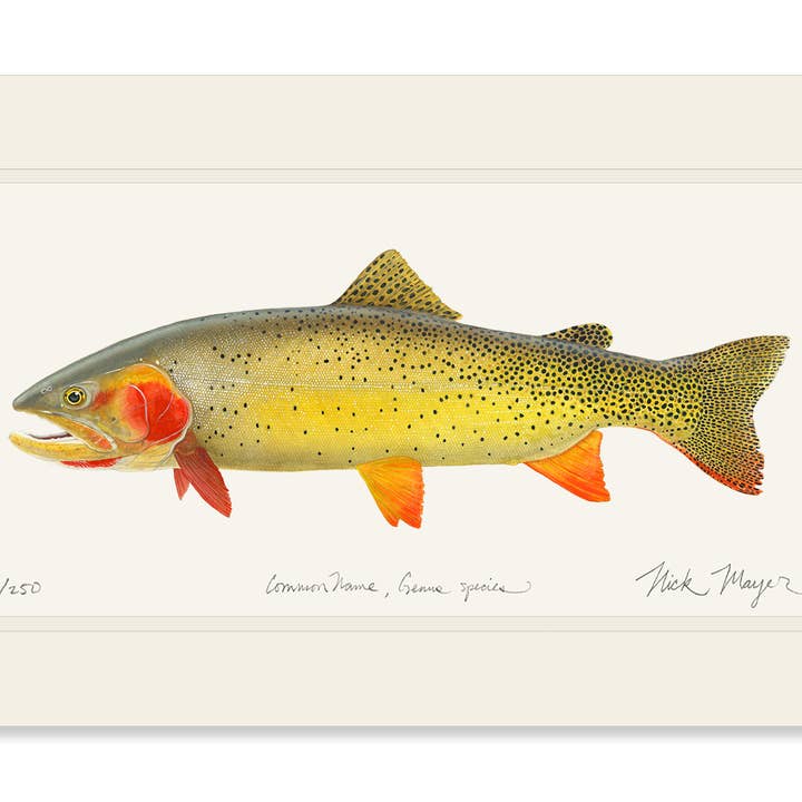 Cutthroat Trout 1 Begränsad Upplaga Print - NY för Helgdagarna 2025! för wholesale av Nick Mayer Art