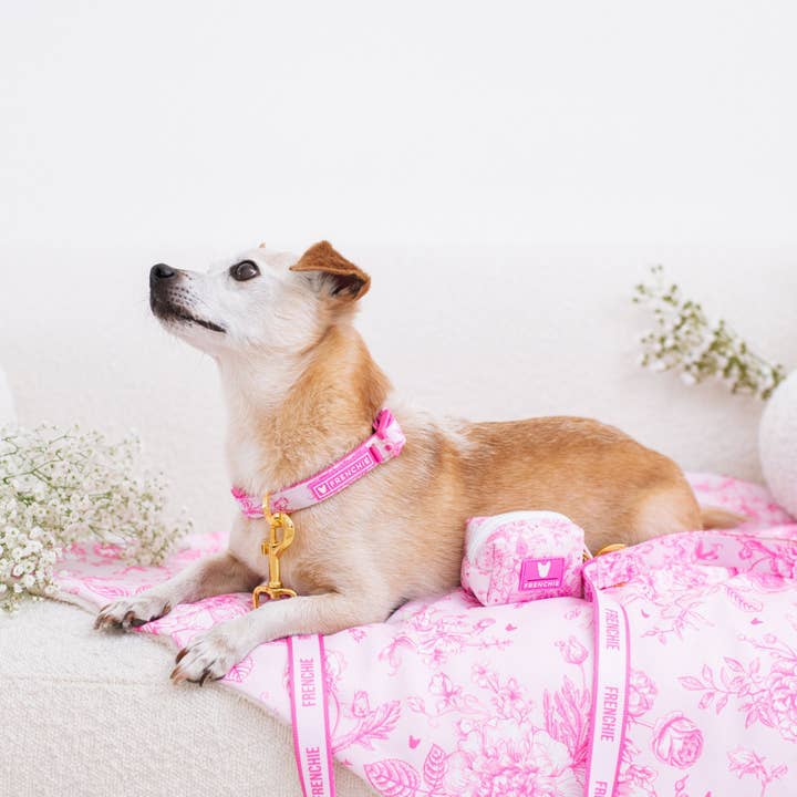 Frenchie - Vendita all'ingrosso Collare - Cani - Collare Frenchie Comfort - Toile - Rosa2