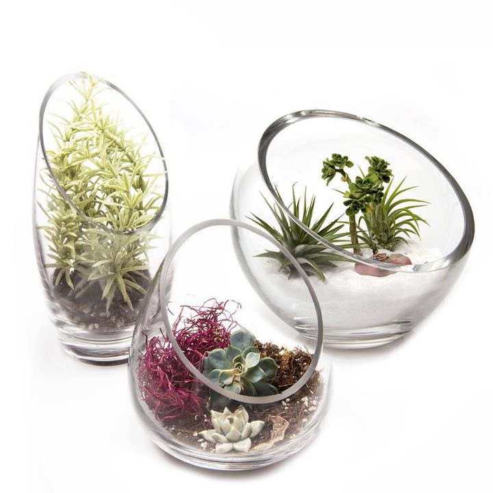 Chive Canada - Wholesale Terrarium - Clear Glass Terrarium Bowl For Succulents And Cactus2