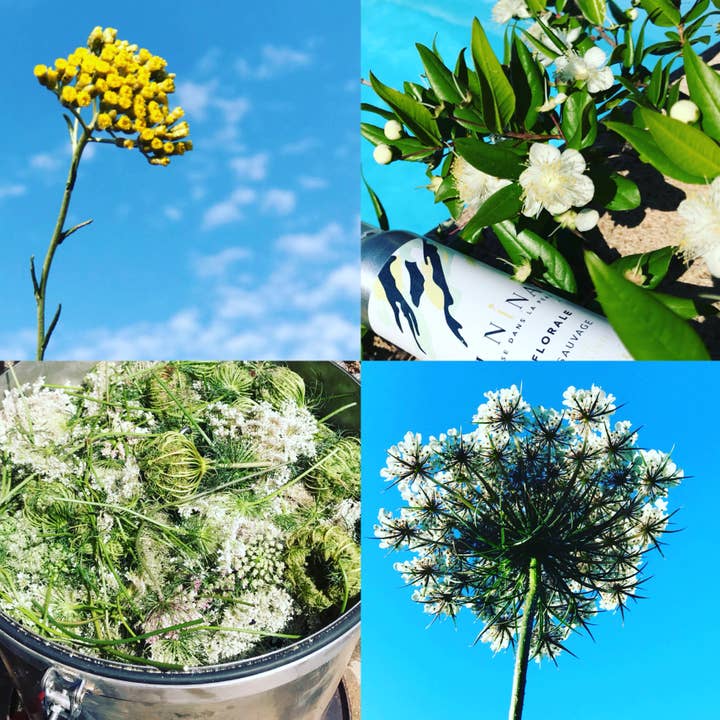 Di Nina - Wholesale Bath/Body Oil - Immortelle Infusion Dry Oil1