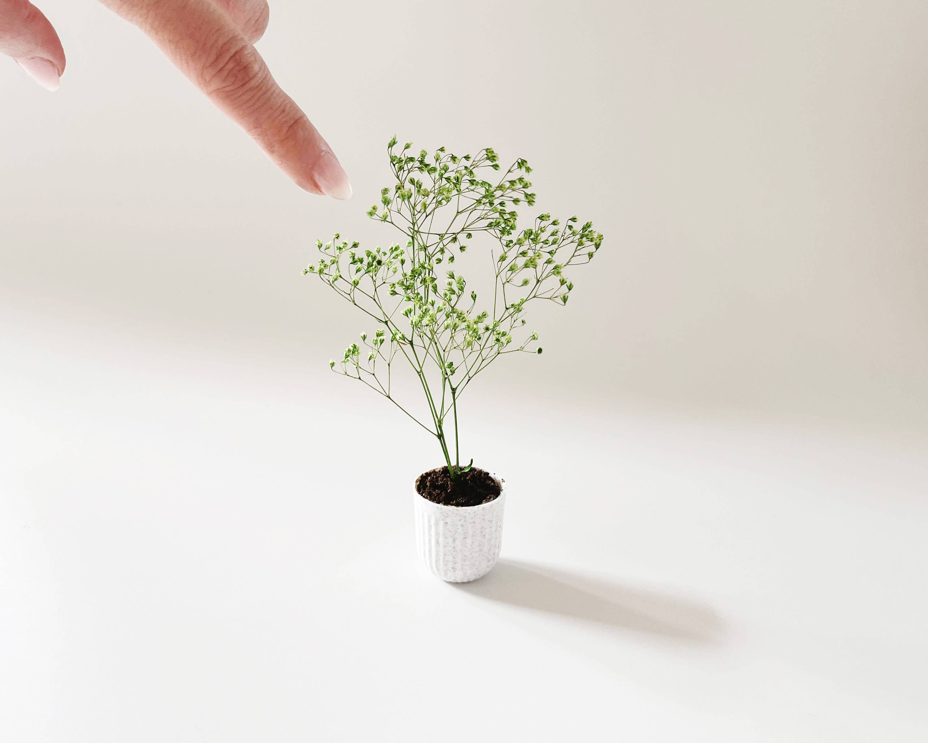 Miniette - Wholesale Live Plant - Miniature Potted Plant - Terra Cotta or Stone2