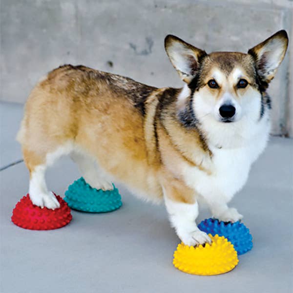 FitPAWS® Paw Pods for wholesale by FitPAWS