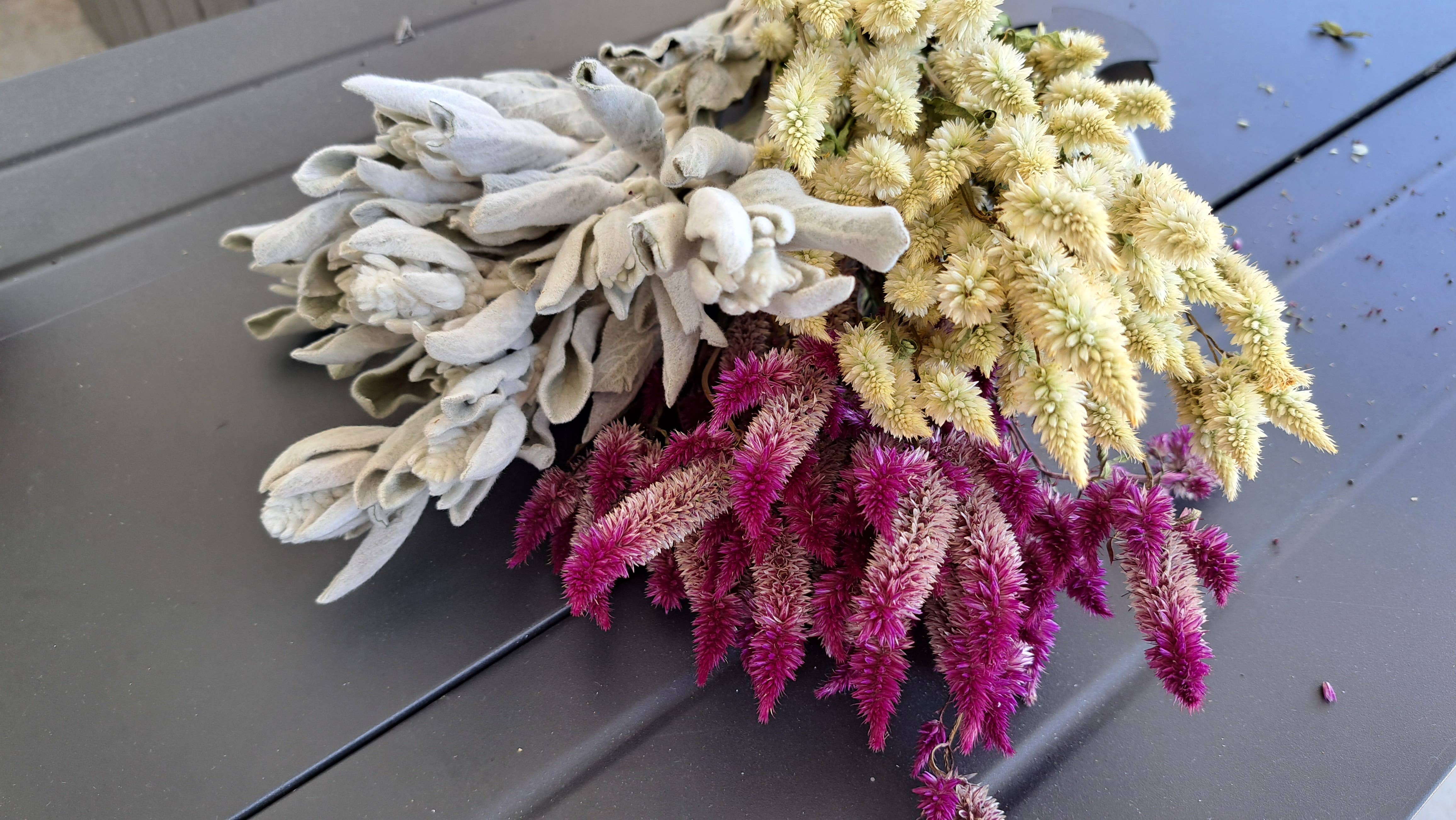 Fence Post Florals - Wholesale Dried/Pressed Flowers - Celosia-Purple Celway4