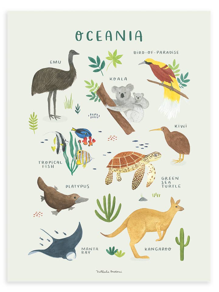 LIVING EARTH - Affiche sans cadre animaux de l'Océanie (P0334) for wholesale by LILIPINSO