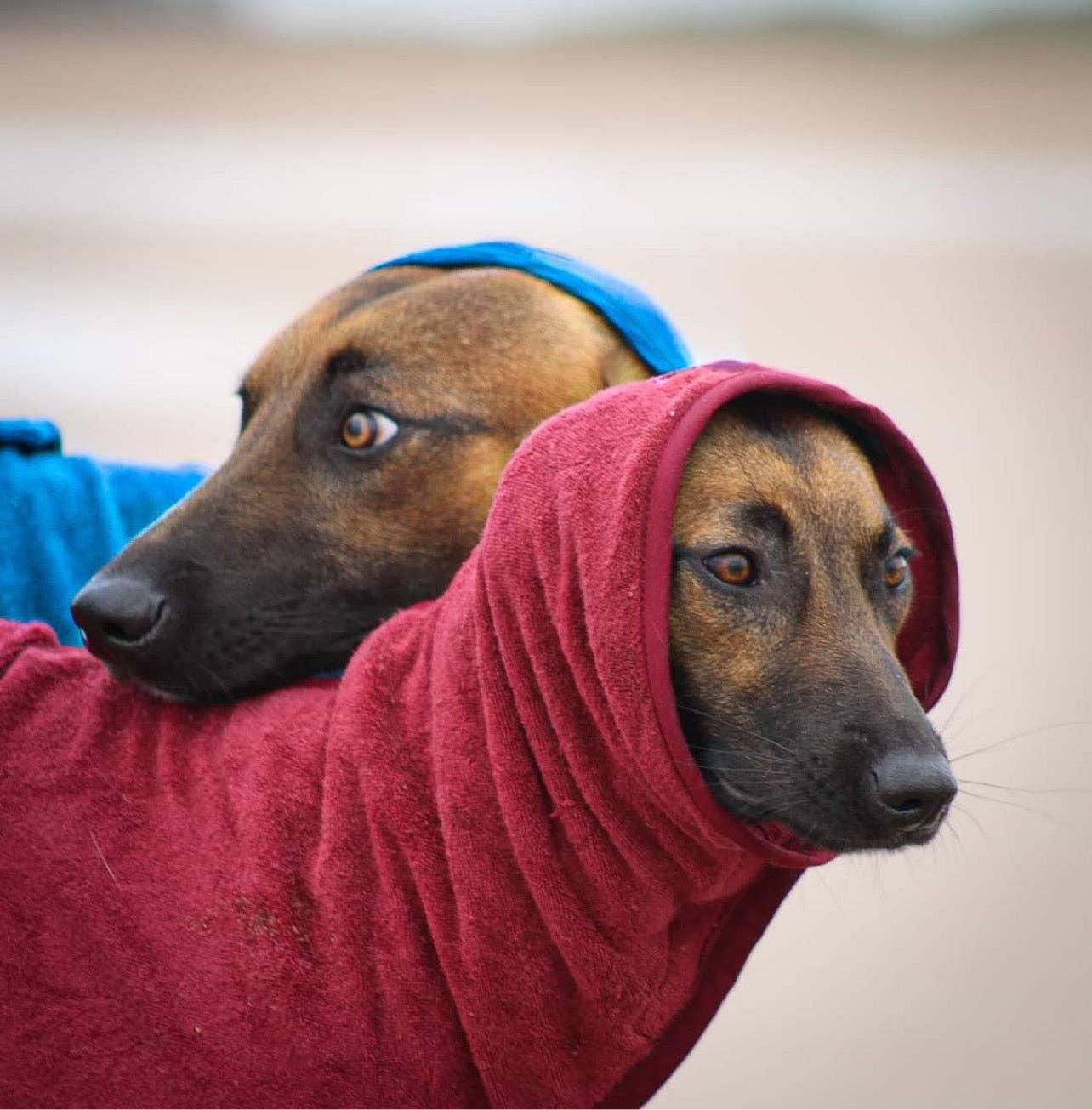 Jaegr l DOGWEAR – wholesale Pet towel –Dog – Jaegr Drying Towel6