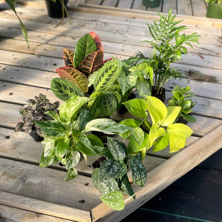 Thorsen's Greenhouse - Wholesale Live Plant - Grower's Choice Premium Houseplant Assortment - 3" Plants