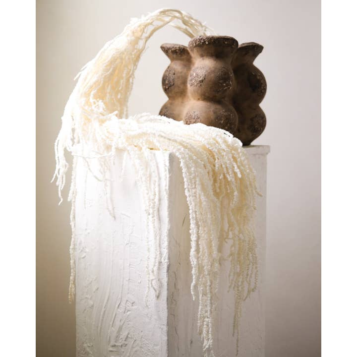 Twenty Third by Deanne – wholesale Dried/pressed flowers – Dried Amaranthus (White)