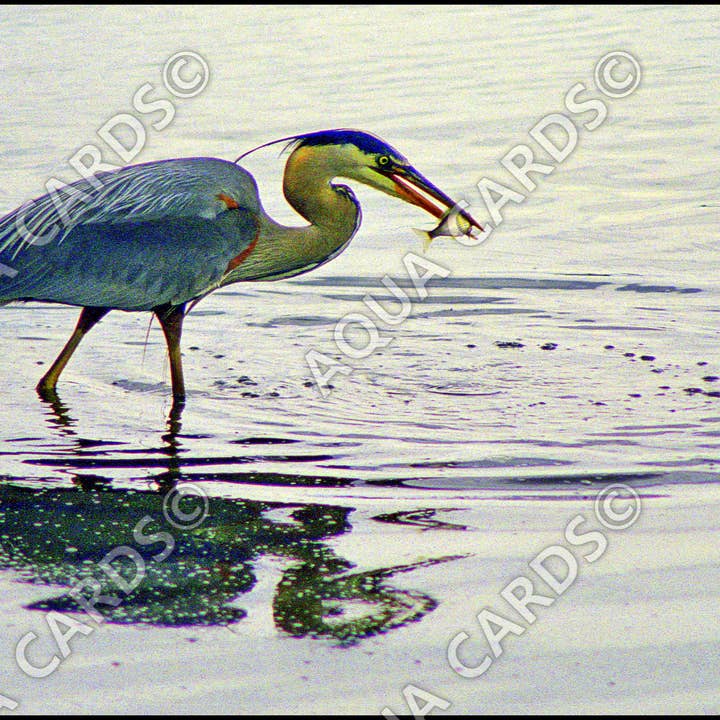 1246 - Successo per la vendita all'ingrosso da parte di Aqua Cards