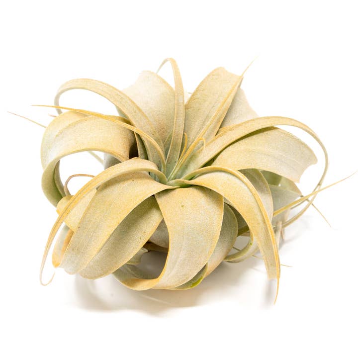 Air Plant Shop - Wholesale Live Plant - Color Enhanced Tillandsia Mini Xerographica Air Plants12