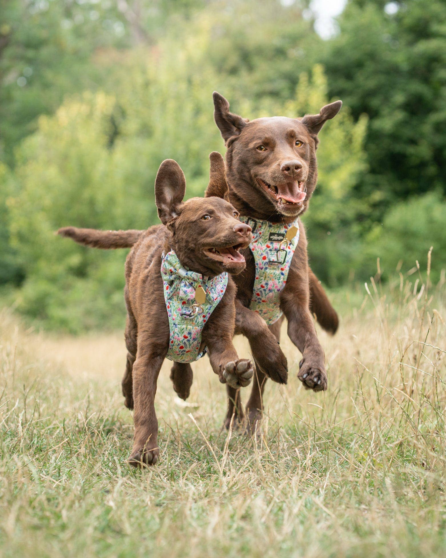 The aDoraBle Pooch Company - Wholesale Tuig voor huisdieren - Hond - Hike & Go Lite™ Harnas - Wildflower Meadow10