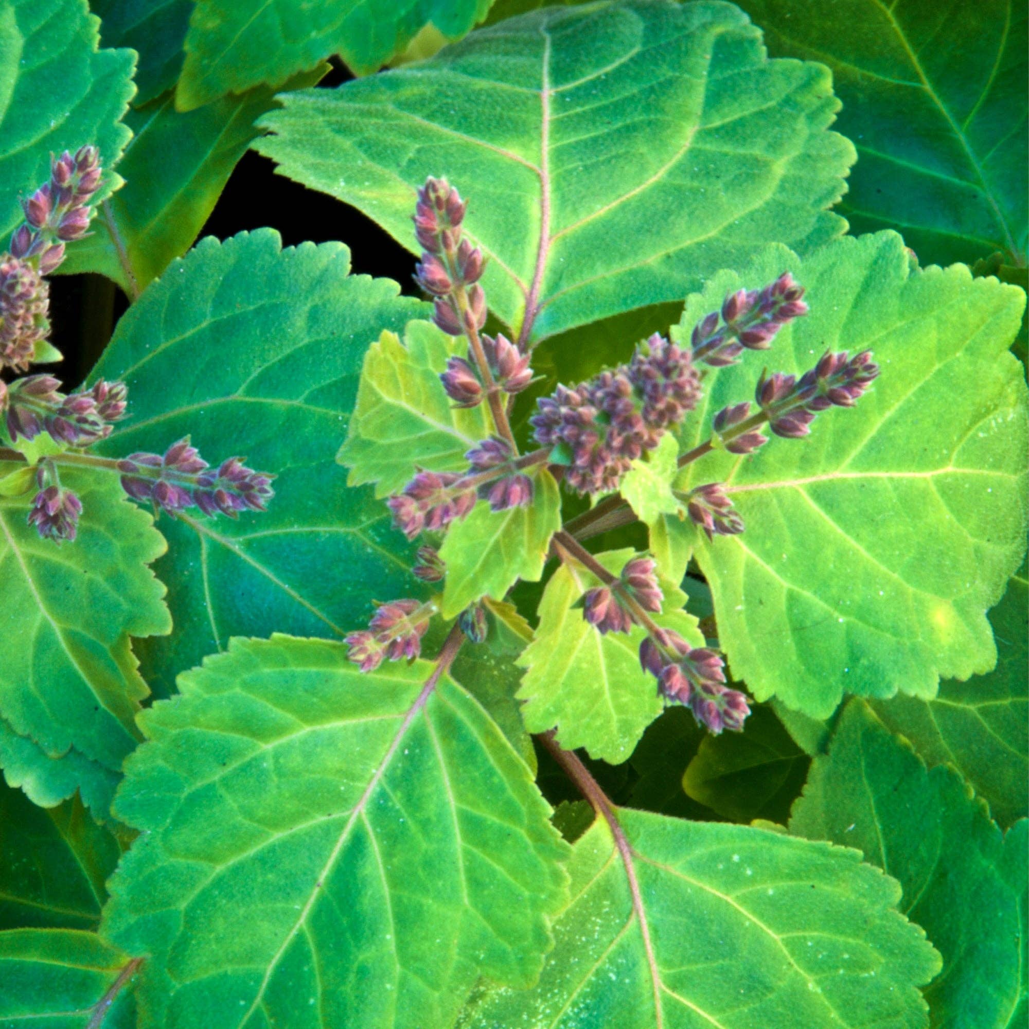 NOKO - Wholesale Etherische olie - Patschuli etherische olie 15 ml1