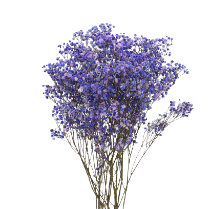 Concari.flores Preservadas - Wholesale Dried/Pressed Flowers - GYPSOPHILA/PRESERVED PANICULATA0