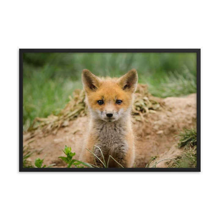 Impression murale encadrée avec photo d'un petit renard roux sortant pour la vente par Pipa Wall Art & Home Decor