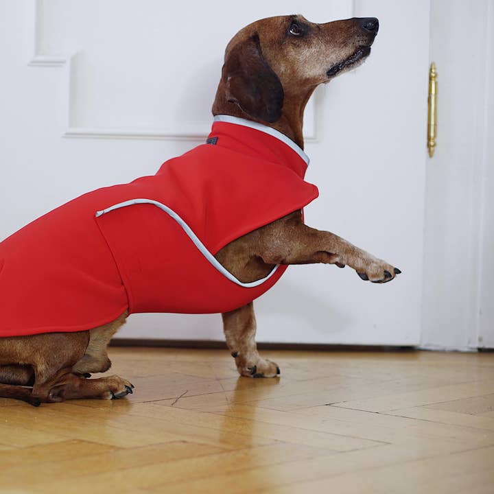 Softshell dachshund coat Munch in red für den Großhandel von Dachshund Couture