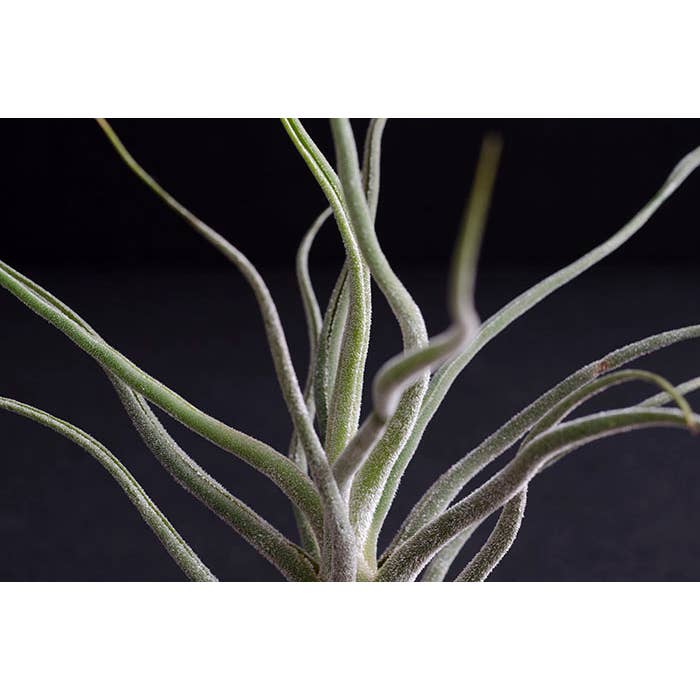 The Artizan Way - Wholesale Live Plant - Tillandsia Pruinosa Colombia - Silver Rare Air Plant