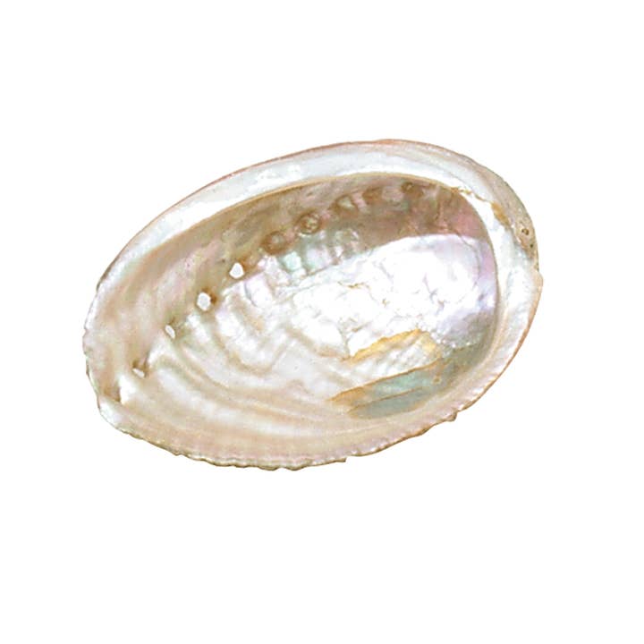 Triloka - Wholesale Smudge Plate - Abalone Shell - Small