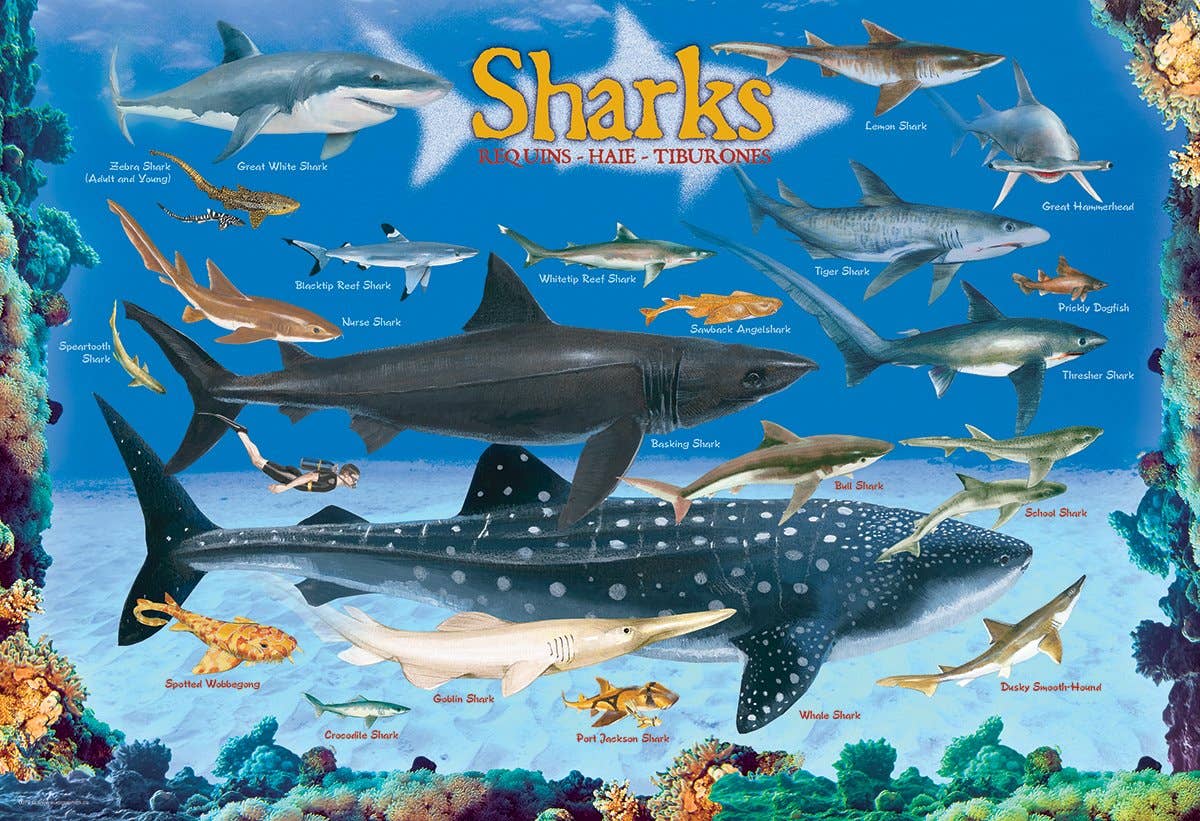 Eurographics Puzzles Europe - Vente Puzzle – enfant - Requins1