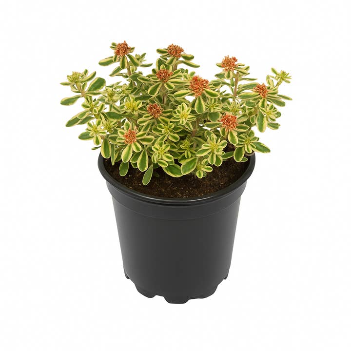 Oasis of Life - Wholesale Live Plant - Sedum takesimense 'Atlantis' – Korean Stonecrop – compact, evergreen ground cover with yellow-green leaves & blooms June–July – drought-tolerant, insect-friendly & easy to care for