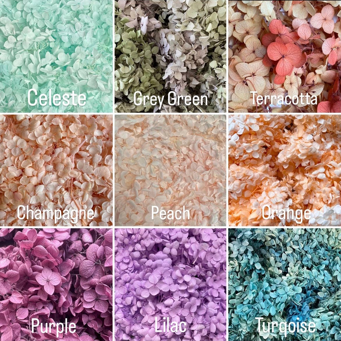 Flowery Work - Wholesale Dried/Pressed Flowers - 30 Colours Preserved & Dried Boxed Hydrangea Flower 30g6