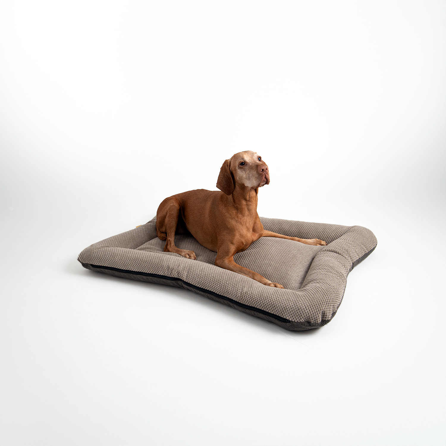 Snoozer Pet Products - Vendita all'ingrosso Letto - Cani - Cuccia per Cani All Day di Snoozer19