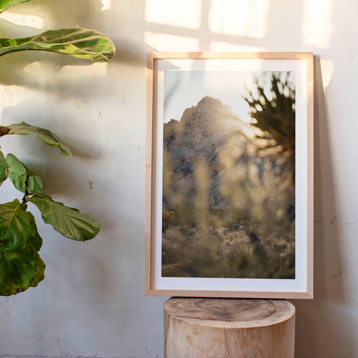 12 novembre 2024 - Parc national de Joshua Tree, Californie pour la vente par Jess Gibbs Photography