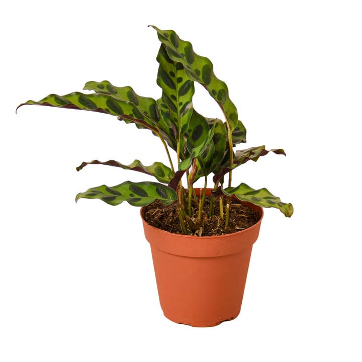 House Plant Wholesale - Wholesale Live Plant - CALATHEA RATTLESNAKE 4-inch