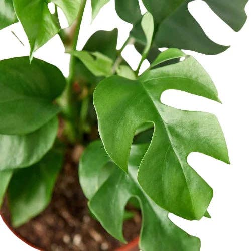 Bumble Plants - Wholesale Live Plant - Rhaphidophora Tetrasperma Mini Monstera 'Ginny'2