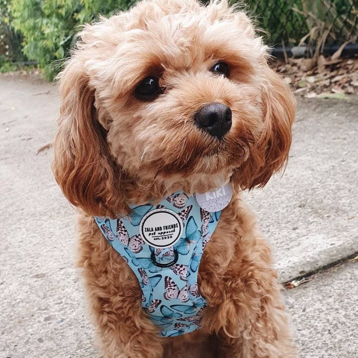 Zala and Friends - Wholesale Pet harness – Dog - You Give Me Butterflies: Adjustable Harness6
