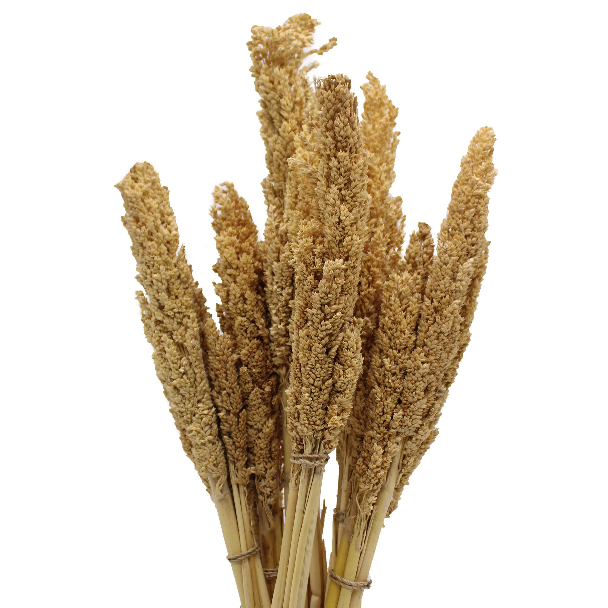 Ancient Wisdom – wholesale Dried/pressed flowers – Cantal Grass Bunch - Natural1