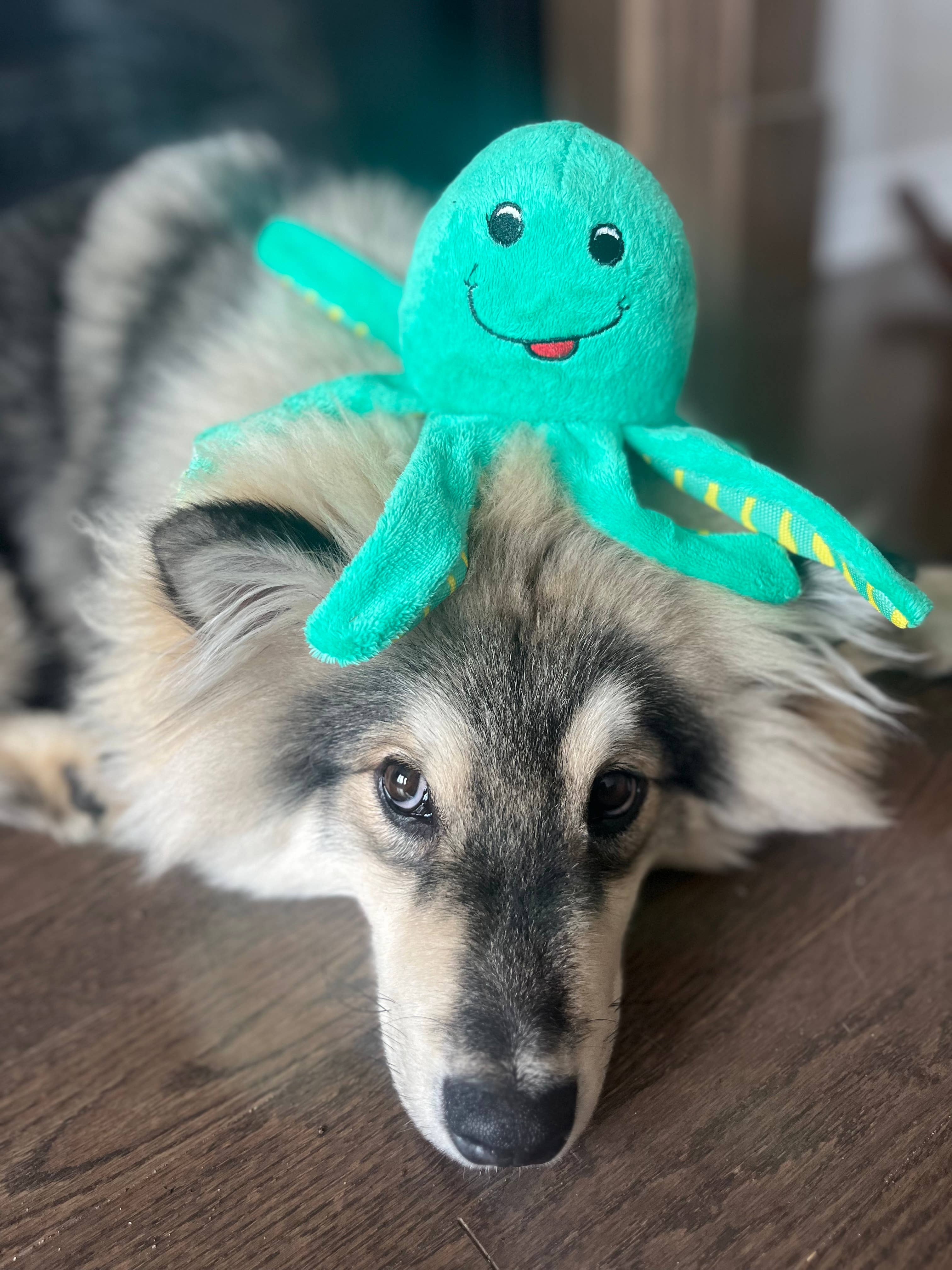 Spunky Pup – Engroshandel Tøjdyr - Hund – Spunky Pup Clean Earth plyslegetøj – 100 % bæredygtigt og genanvendt26