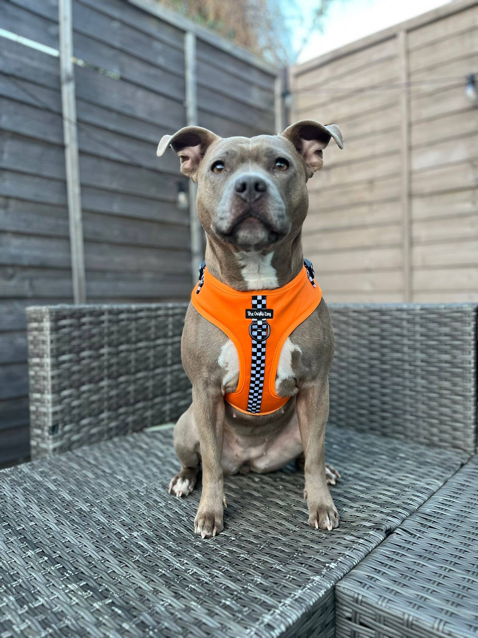 The Crafty Dog Co – Großhandel Haustiergeschirr – Hund – McLawren Harness - McLaren Orange kariert PawFormula 1 F19
