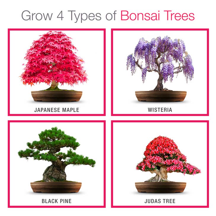 Wholesale Blue Spruce Bonsai Tree Growing Kit for your shop – Faire UK