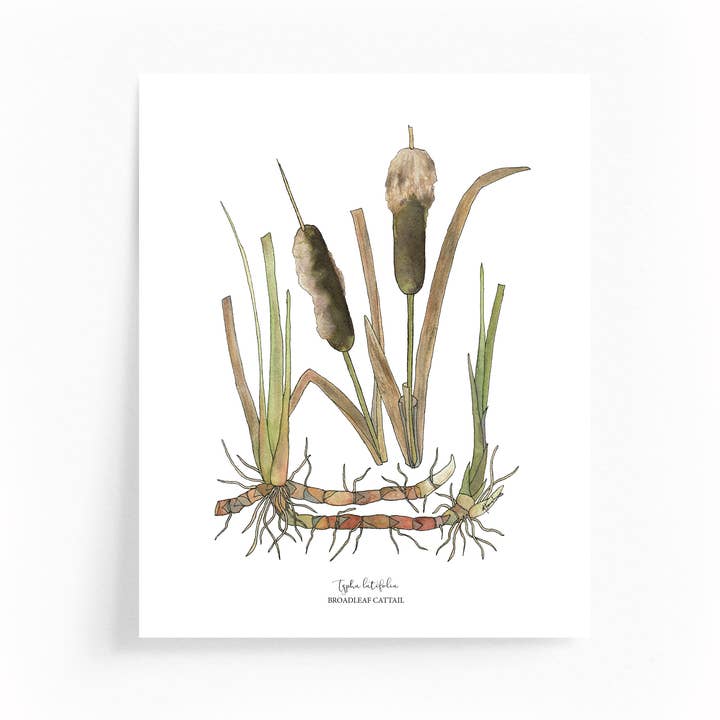 Cattail Botanical Illustration 8x10 Print for wholesale by Wander & Gather