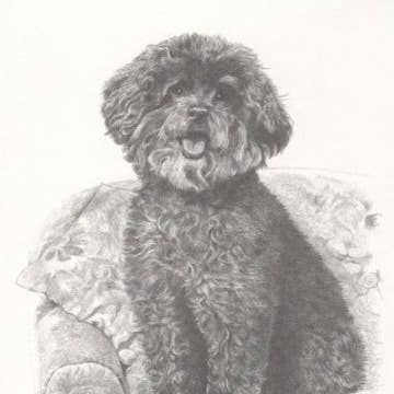 Puddel (D) Hund Bill Harrah Portræt Mattet Kunstkort for engroshandel hos Chesapeake Farms LLC