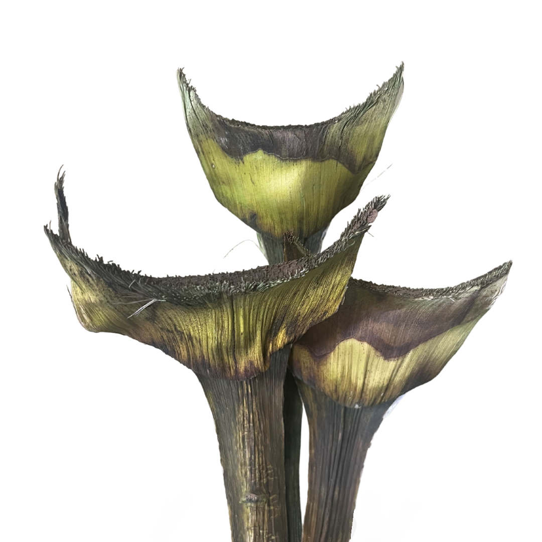 Botanico Ltd. - Wholesale Dried/Pressed Flowers - Agave 1