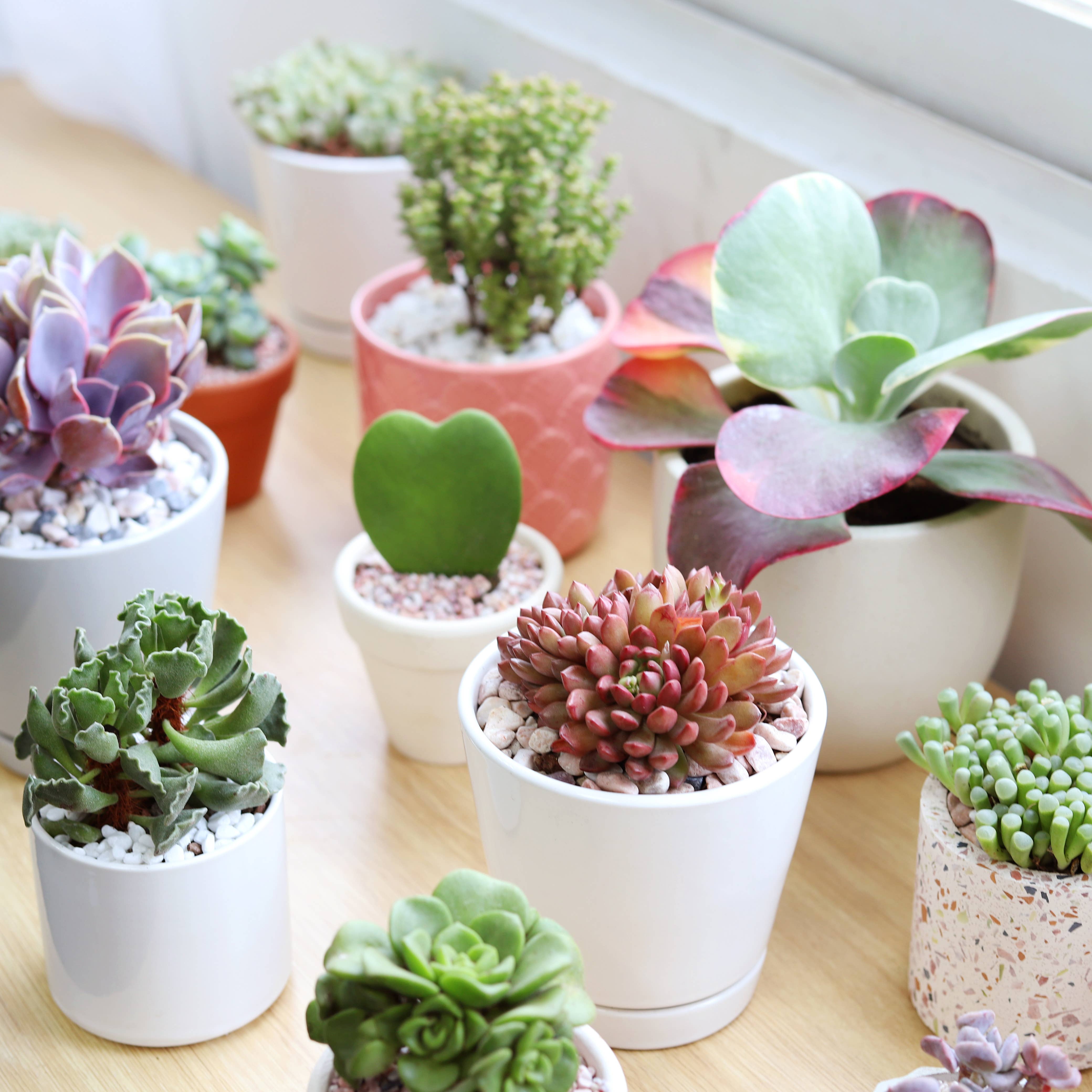 Best Plant Friend - Wholesale Live Plant - Hoya Kerrii Heart - Heart Shaped Houseplants - 2/4 inch Pot11