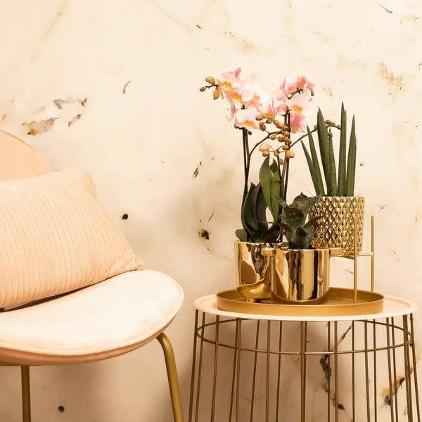 Oasis of Life - Wholesale Plant Pot Stand - Golden Metal Plant Stand Ø12cm – Modern Plant Holder – Adjustable Height 7.5cm/11cm – Elegant Decor for Indoor Plants2