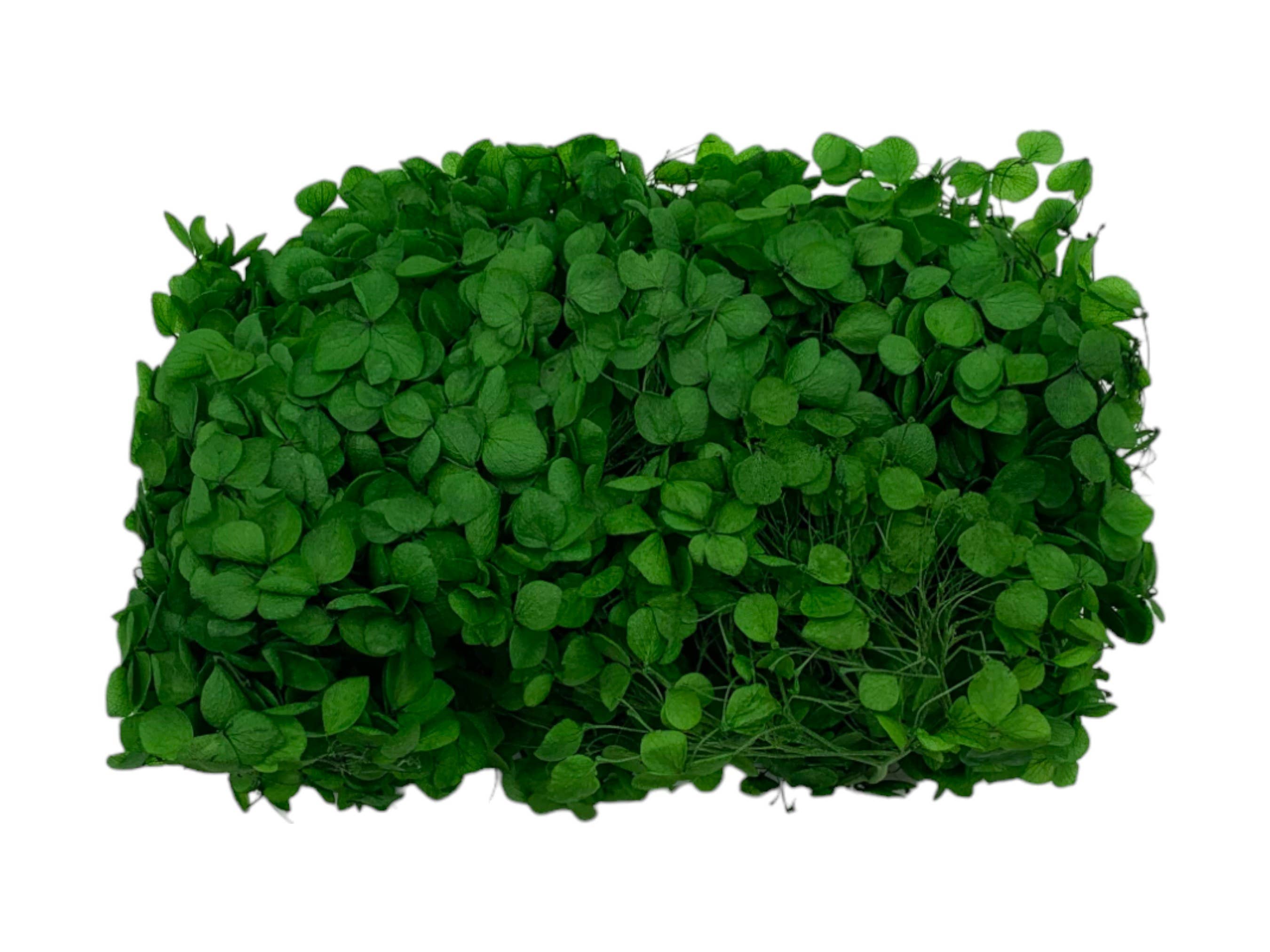 2626 Designs - Vente Fleur séchée/pressée - Boîte d'hortensias Anna préservés2