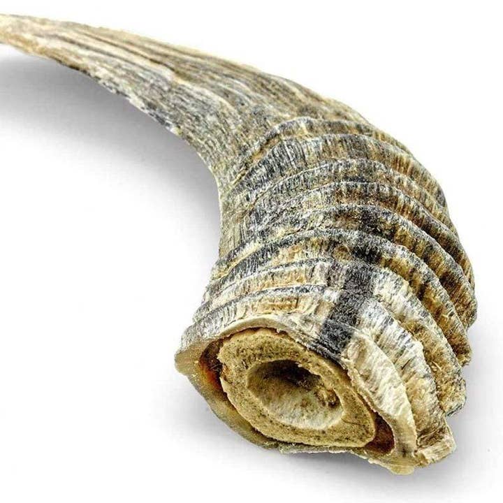 Natural Lamb Horn Dog Chew Treat for wholesale by Willy's Wags Natural Pet Treats