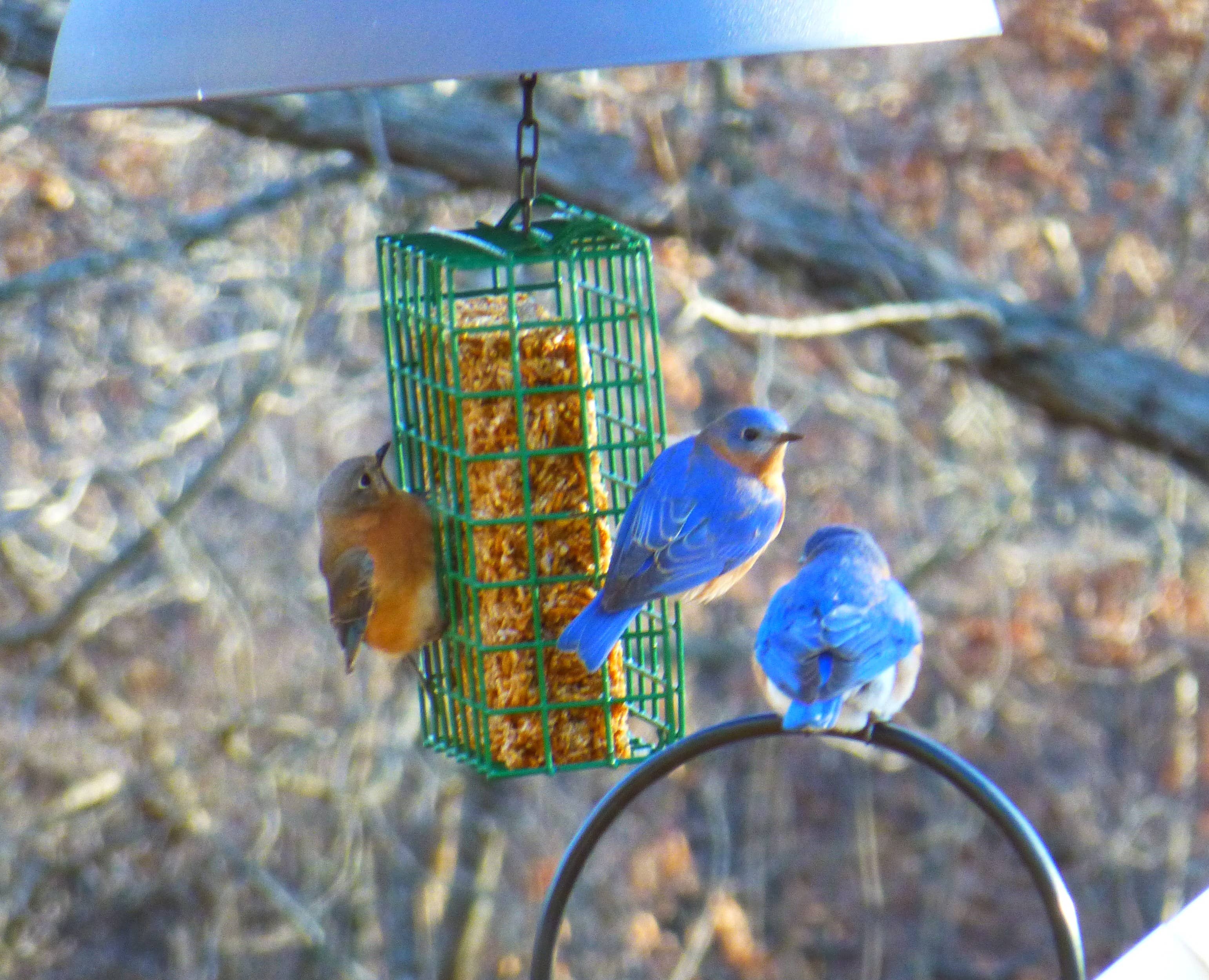 Mr Bird - Wholesale Pet Food - Not Cat/Dog - Bugs, Nuts, & Fruit Cake1