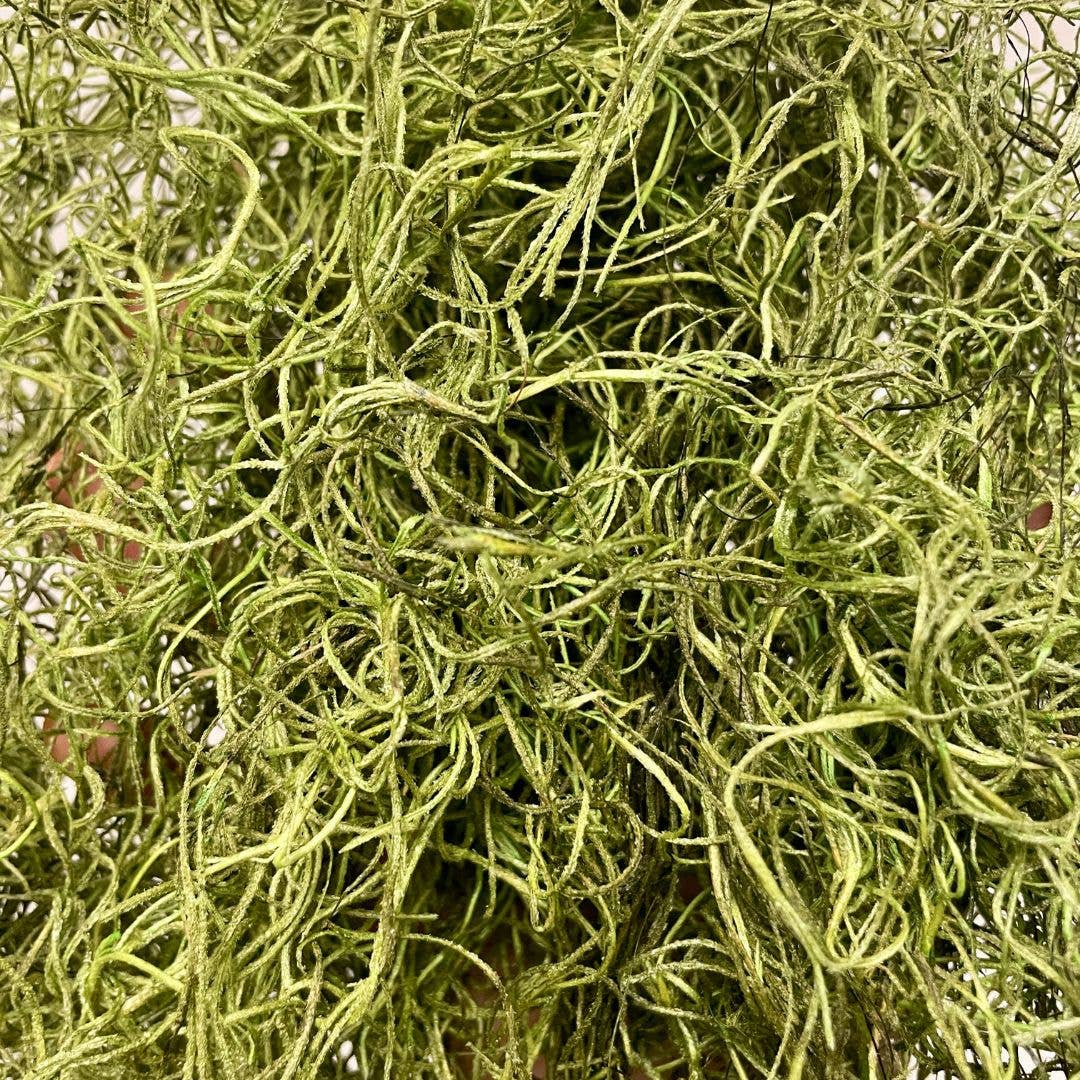 Moss & Stone Gardens – Großhandel Getrocknete/gepresste Blumen – Grün konserviertes spanisches Moos | 4 oz | 8 oz | 16 oz (1 lbs)3