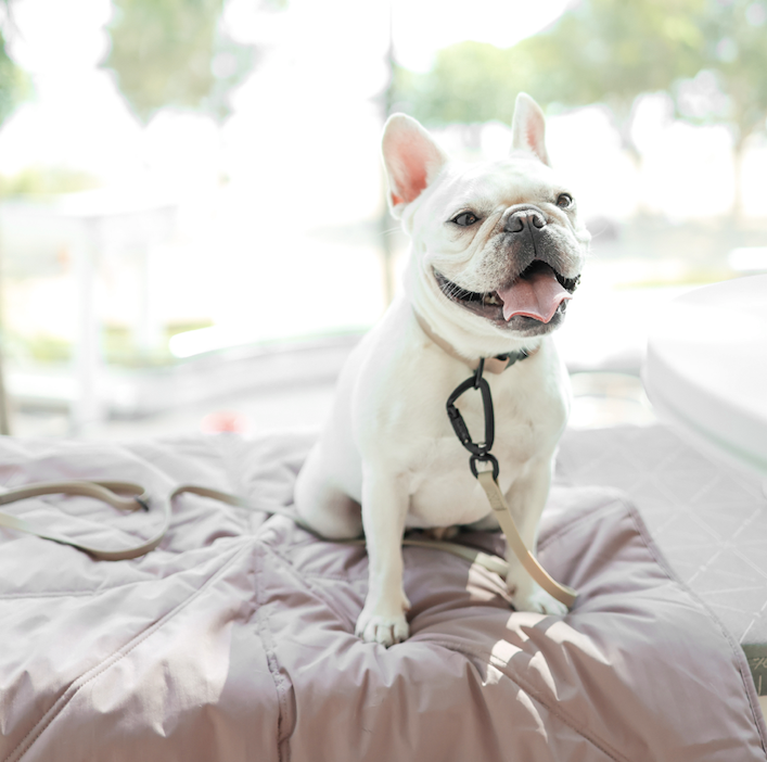 Lambwolf Collective - Wholesale Pet Mat - Dog - ORII | ultralight pet travel mat//DOG MAT9