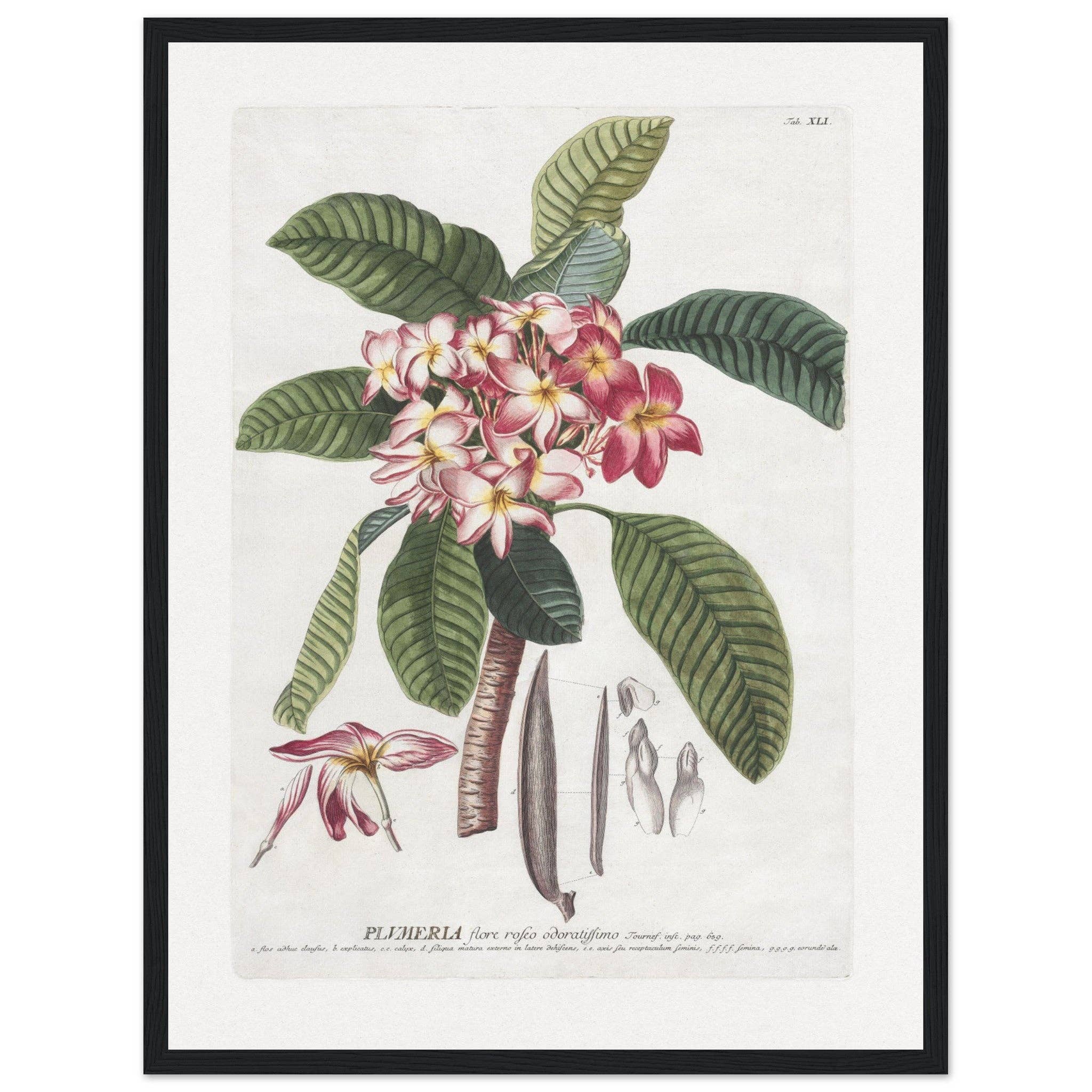 Maison de Paloma - Vendita all'ingrosso Stampa artistica - Plumeria22