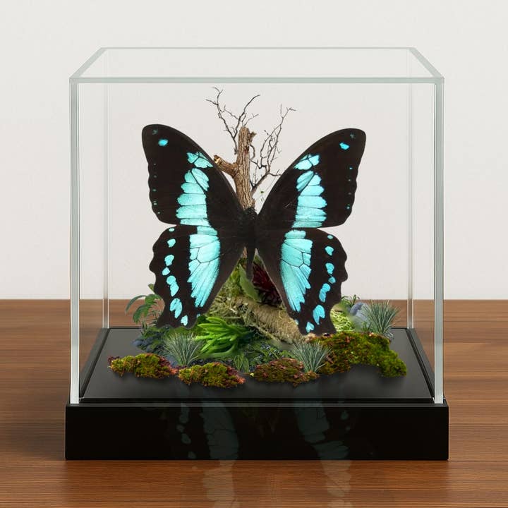 Real Papilio bromius, Mariposa Cola de Golondrina - 6x6x6 pulgadas para venta al por mayor de Instar Innovations