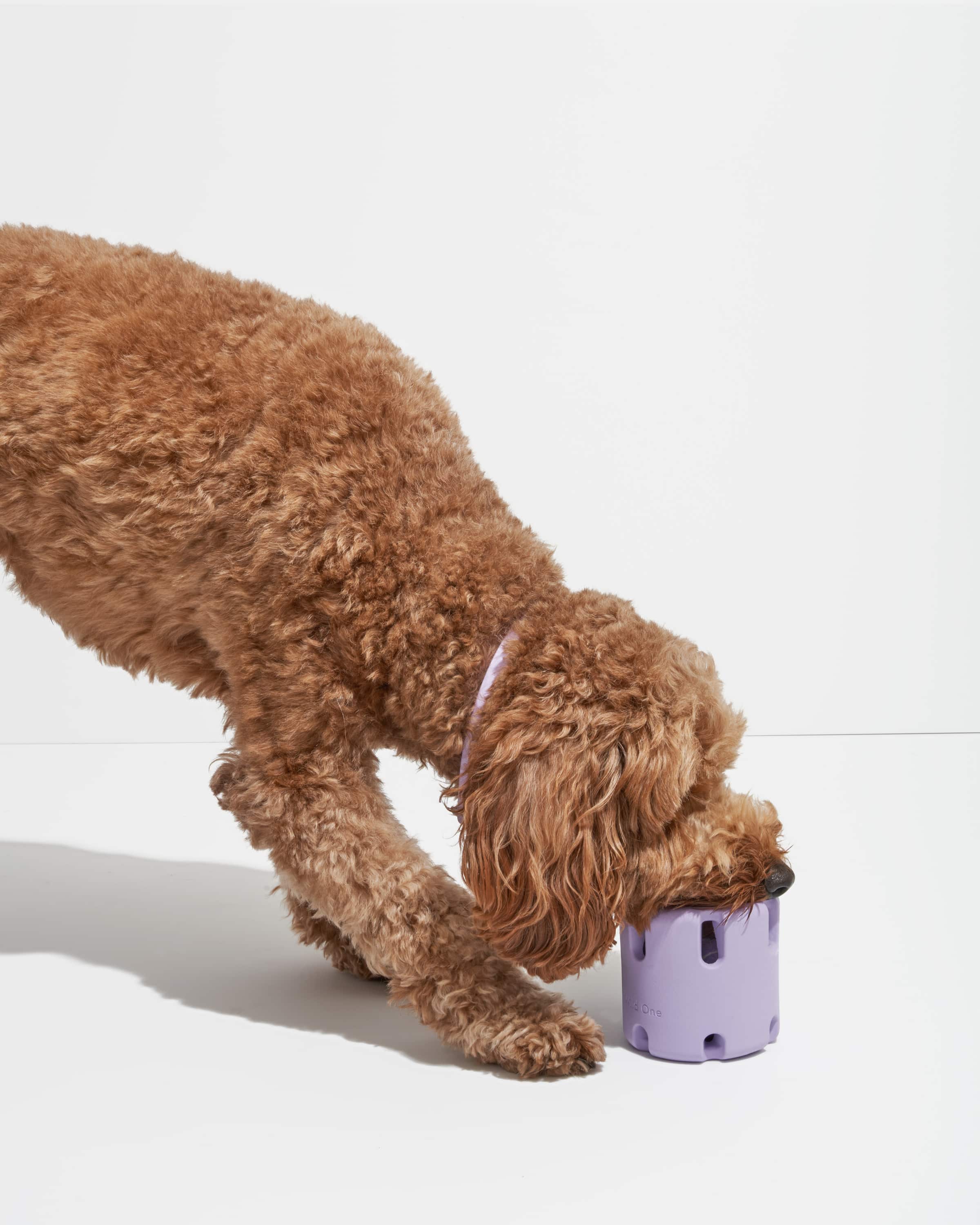 Wild One – Brinquedo - Cão por atacado – Queda de Ténis19