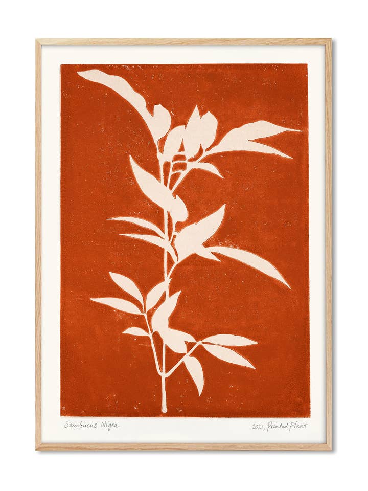 Sambucus Nigra - Poster från PrintedPlant Art för wholesale av PSTR Studio