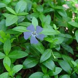 Steep Hill Garden - Wholesale Live Plant - Vinca Minor Plants - Bare-root