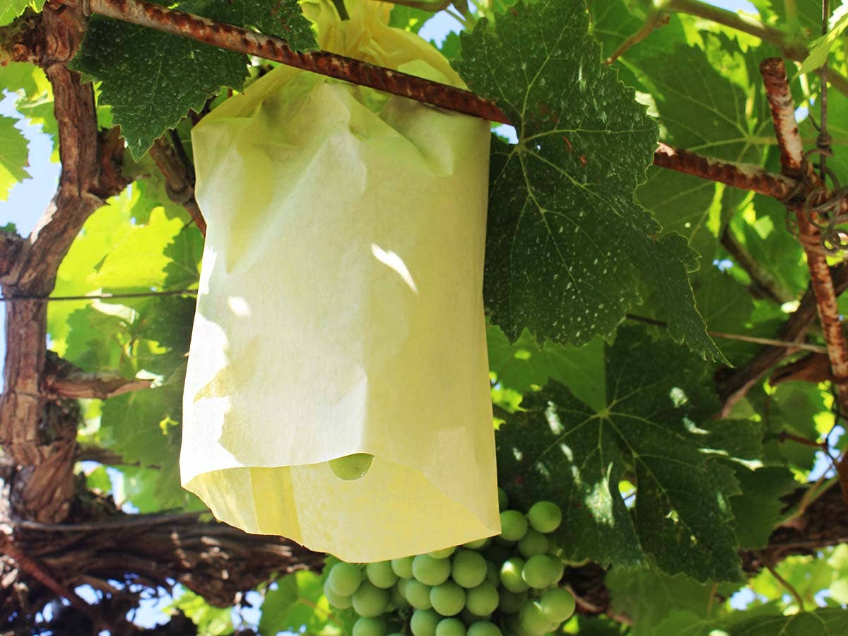 JARDIN Y NATURA OUTDOOR & GARDEN PRODUCTS SL - Wholesale Fruit Basket - Fruit protection bag (10u) - PROTTI FRUTTI2