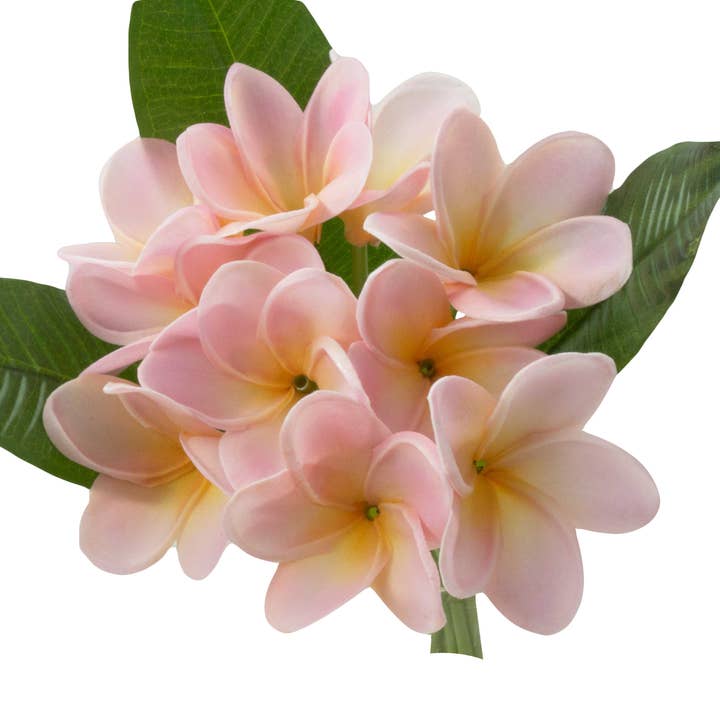 Angel Isabella - Wholesale Artificial Flowers - 10Stems Bundle-Ultra Realistic Tropical Plumeria Frangipani
